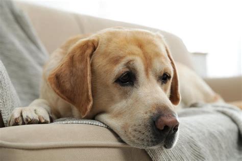 愛犬のダイエットに最適な食事