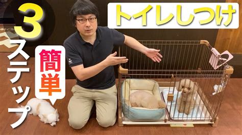 愛犬のトイレのしつけ：ステップバイステップガイド