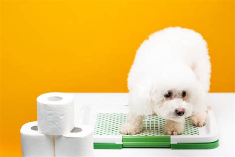 愛犬のトイレ選びでお悩みの方へ