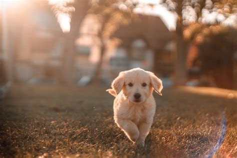 愛犬のハロウィンを楽しく安全に過ごせるよう、役立つ情報をまとめたガイドです。