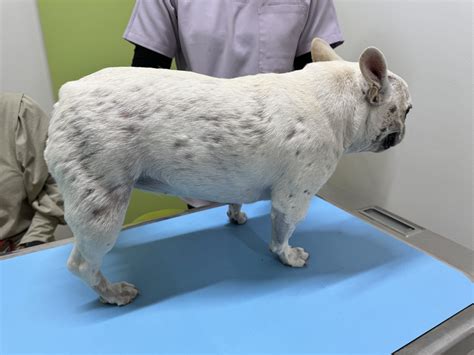 愛犬のフレンチブルドッグ、皮膚がボコボコ？原因と対策を徹底解説