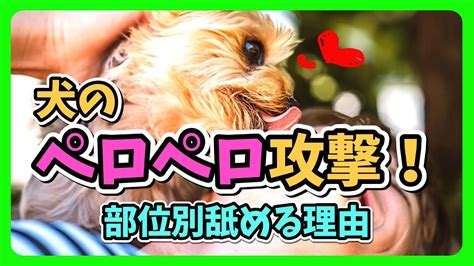 愛犬のペロペロ攻撃、その理由と上手な対処法