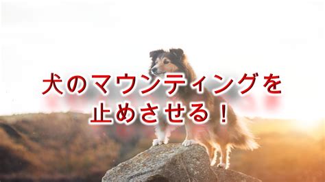 愛犬のマウンティングを理解し、適切に対処する方法