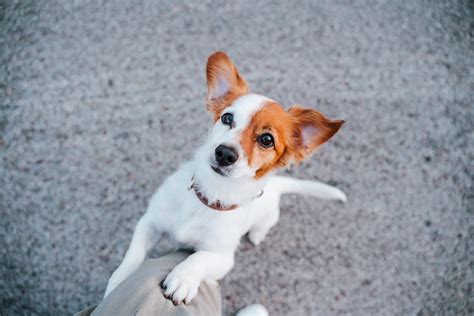 愛犬のマウンティング：原因、対処法、予防