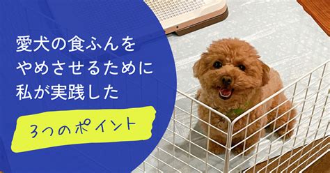 愛犬のモチベーション向上: