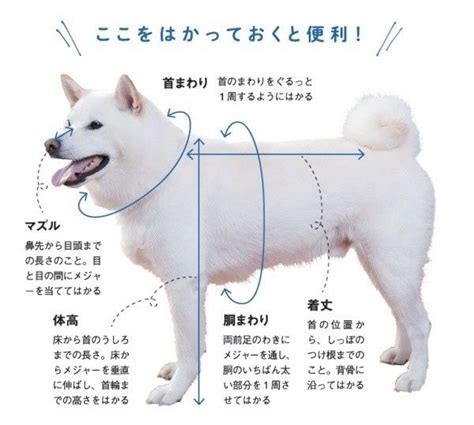 愛犬の体型にピッタリとフィット