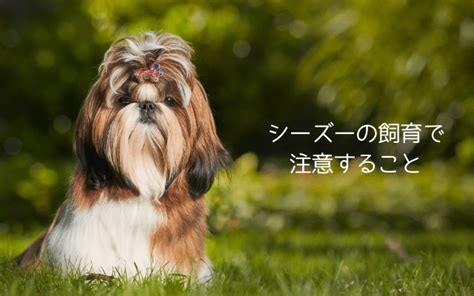 愛犬の健康と幸せのために最適なシーズーの散歩時間