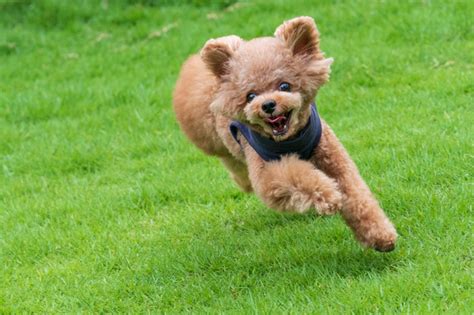 愛犬の健康と幸せのために！Zee Dogのペットケアガイド