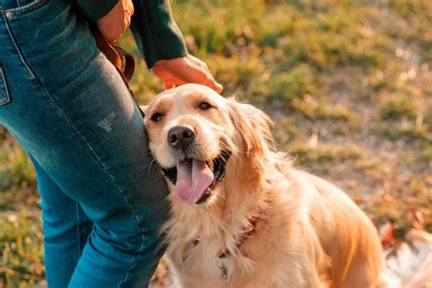 愛犬の健康と幸せは、飼い主にとって最も重要なことです。