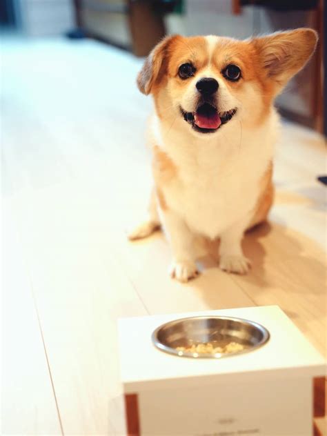 愛犬の健康と幸せへのこだわり