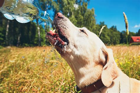 愛犬の健康と快適さは、夏の暑さの中で最優先事項です。