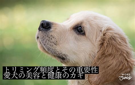 愛犬の健康と美しさのために！ドッグトリミングの重要性と実践ガイド