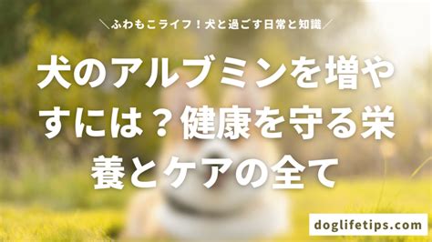 愛犬の健康なシニアライフをサポート：アダルト犬のケアガイド