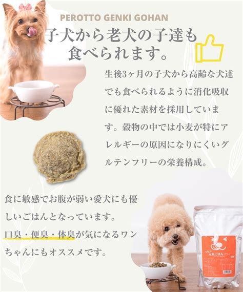 愛犬の健康のために欠かせない！ドックフード選びの評判とコツ