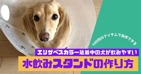 愛犬の健康を守るエリザベスカラー: 網羅的なガイド