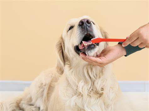 愛犬の健康を守る！犬の歯磨き完全ガイド