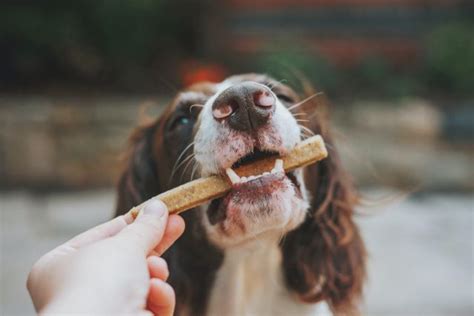 愛犬の健康的なおやつ選び