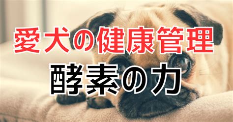 愛犬の健康管理に最適なパートナー