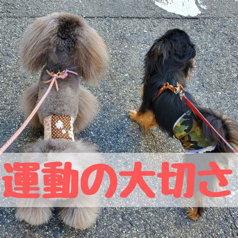 愛犬の健康維持に欠かせない！サーモンオイルの活用法