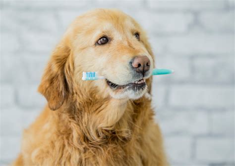 愛犬の口腔衛生の重要性