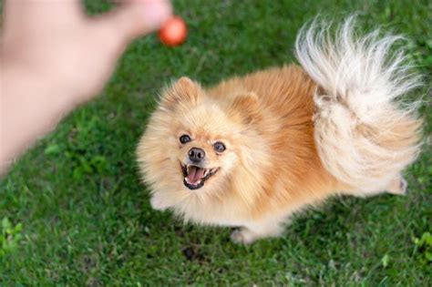 愛犬の呼び戻しをマスターしよう！ステップバイステップガイド