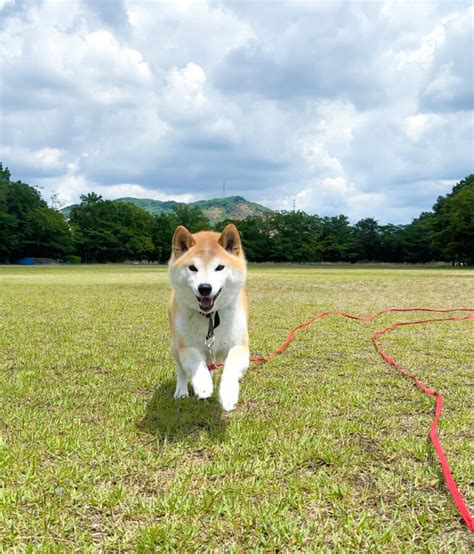 愛犬の呼び戻しトレーニングで完璧なコントロールを手に入れよう