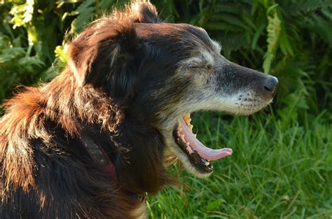 愛犬の咬み癖、どうしたらいいの？専門家が徹底解説