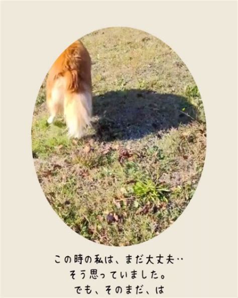 愛犬の圧迫排尿について知っておくべきこと