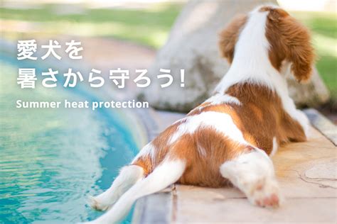 愛犬の夏バテ対策に！ひんやりグッズで快適な夏を過ごそう