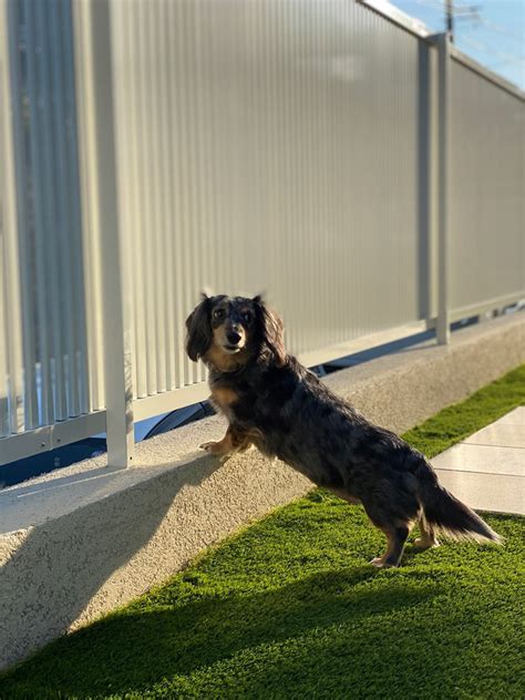 愛犬の安全を守る