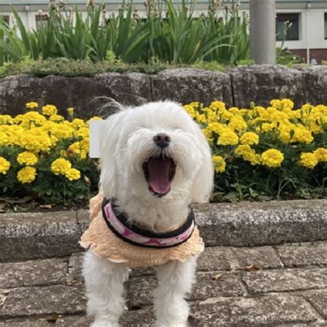 愛犬の幸せに寄り添うためのガイダンス：亡き愛犬の幸せを振り返る