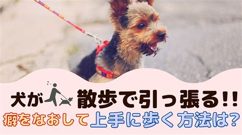 愛犬の引っ張り癖を防止する方法