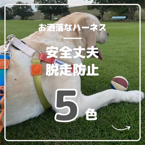 愛犬の快適さと安全を守る！ハーネスリードの徹底ガイド