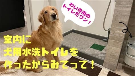 愛犬の快適なトイレ事情のために！トイレ犬事情を徹底解説