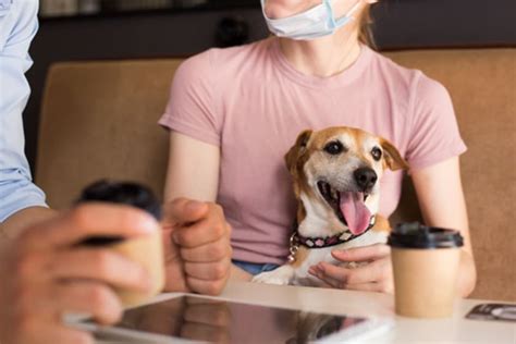 愛犬の性格やサイズに合ったカフェを探す。