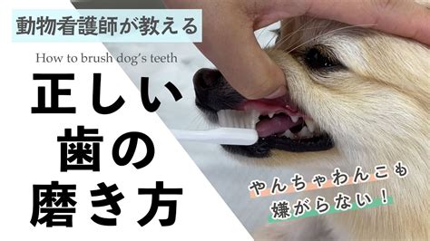 愛犬の歯磨きウォーターでハミガキを劇的に効率化しよう！