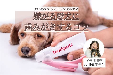 愛犬の歯磨きケアの基本から応用まで