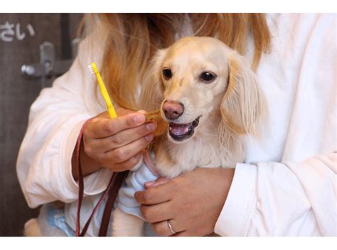 愛犬の歯磨き：健康な口腔環境のために