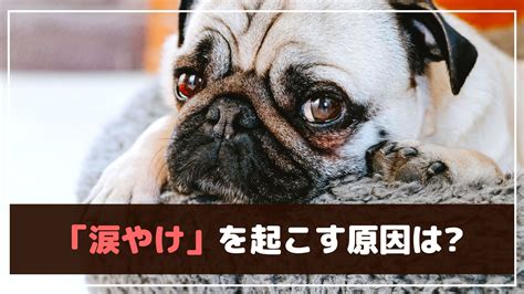 愛犬の涙やけ、お悩みではありませんか？