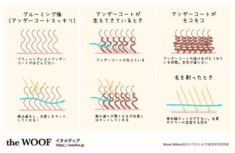 愛犬の皮膚を剃らない：