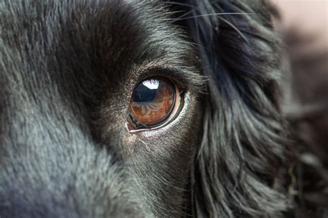 愛犬の結膜炎、飼い主さんが知っておきたいこと全部