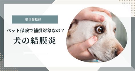 愛犬の結膜炎とは？原因と治療法、予防方法を徹底解説