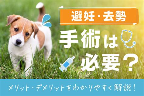 愛犬の避妊手術後に適切なドッグフードを選ぶことは、健康で長生きさせるために不可欠です。