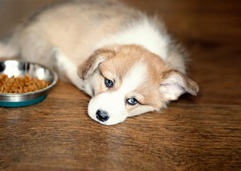 愛犬の食欲不振の理解と対処法