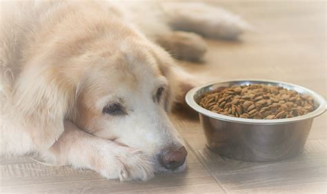 愛犬の食欲低下：シニア犬が食べないときの対処法と注意点