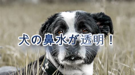 愛犬の鼻水