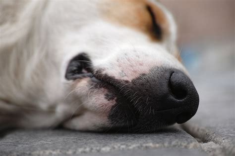 愛犬の鼻詰まり、その原因と対処法