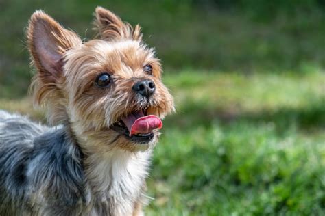 愛犬への「おすわり」トレーニングの完全ガイド