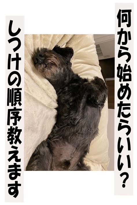 愛犬をしつける：シンシアの真髄