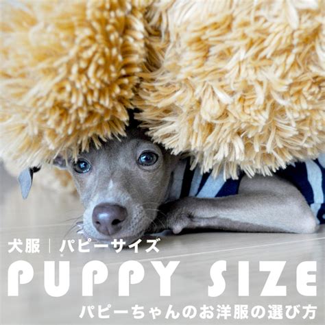 愛犬をもっとオシャレに! パピー服の選び方とおすすめアイテム